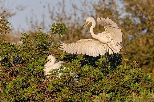 Great egret landing at nest site, Venice rookery, Venice, Florida Art Print